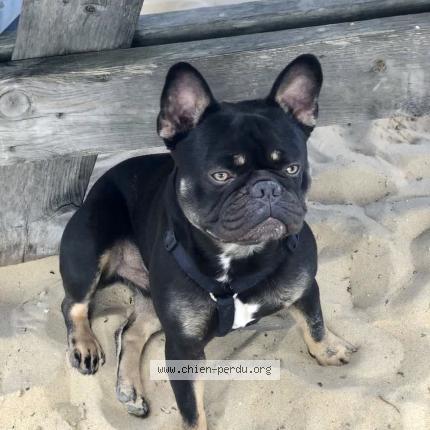 Photo de chien perdu à Lege Cap Ferret