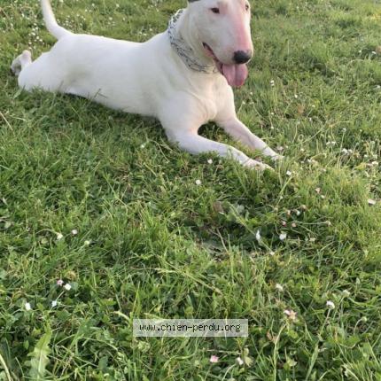 Photo de chien perdu à Chateau Gontier