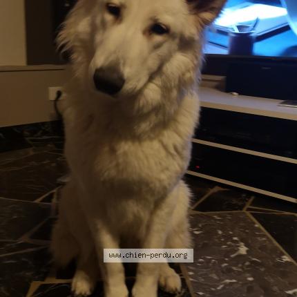 Photo de chien perdu à Layrac