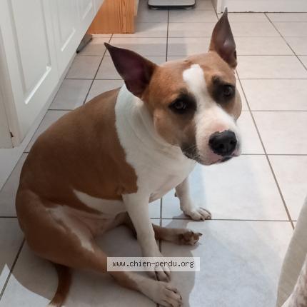 Photo de chien perdu à Lamasquere