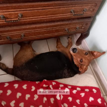 Photo de chien perdu à Lamasquere