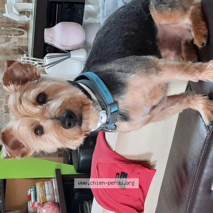 Photo 1/1 Chien retrouvé Perdu à Marseille