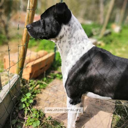 Photo 1/1 Chien retrouvé Perdu à Saint germain en laye