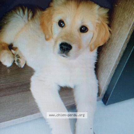 Photo de chien perdu à St Arnoult En Yvelines