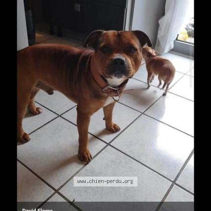 Photo 1/1 Chien retrouvé Perdu à Contamine sur arves