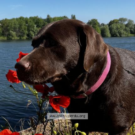 Photo 2/2 Chien retrouvé Perdu à Mintesson