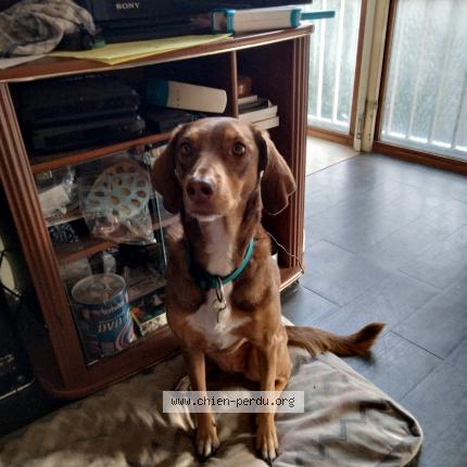 Photo 1/1 Chien retrouvé Perdu à Clamart