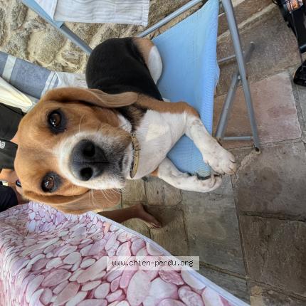 Photo 1/1 Chien retrouvé Perdu à Morlaix