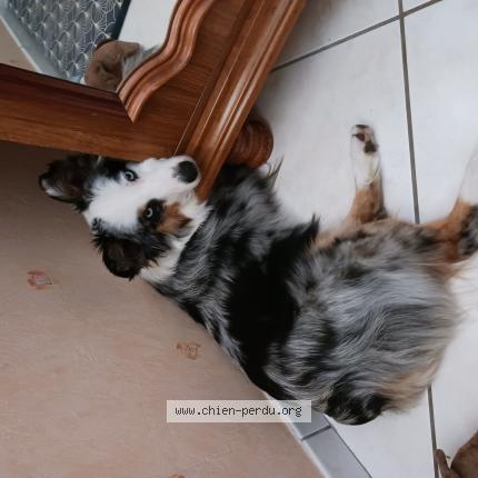 Photo 1/1 Chien retrouvé Perdu à Plateau de gergovie