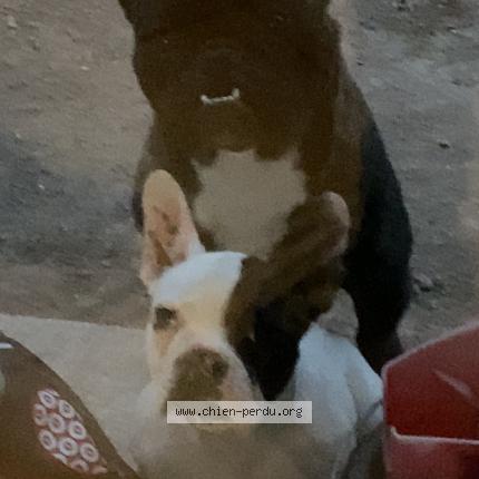 Photo 1/1 Chien retrouvé Perdu à Rognes