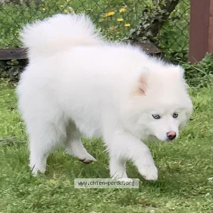 Photo 1/1 Chien retrouvé Perdu à Uckange