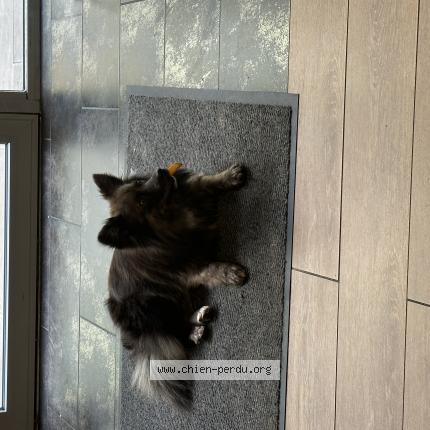 Photo 1/1 Chien retrouvé Trouvé à Uzes