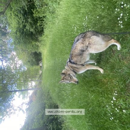 Photo 1/1 Chien retrouvé Perdu à Trignac