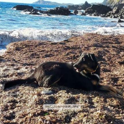 Photo 1/1 Chien retrouvé Perdu à Fabregas