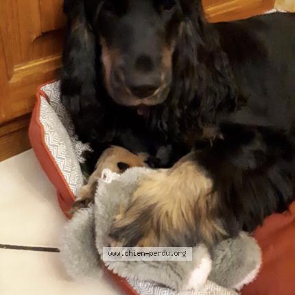 Photo 1/1 Chien retrouvé Perdu à Pessac