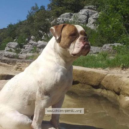 Photo 1/1 Chien retrouvé Perdu à Sommieres