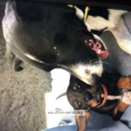 Photo 1/1 Chien retrouvé Perdu à Saint chamas