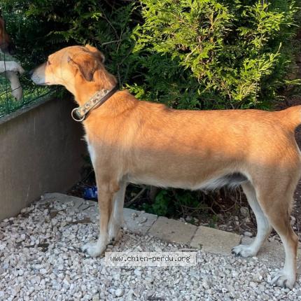 Photo 1/1 Chien retrouvé Perdu à Ouarville