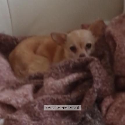 Photo 1/1 Chien retrouvé Perdu à St martin en bresse