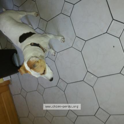 Photo de chien trouvé à Bully Les Mines