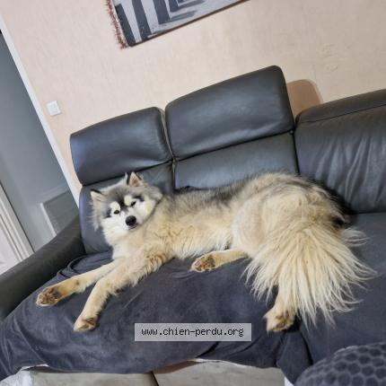 Photo 1/1 Chien retrouvé Perdu à Iteuil