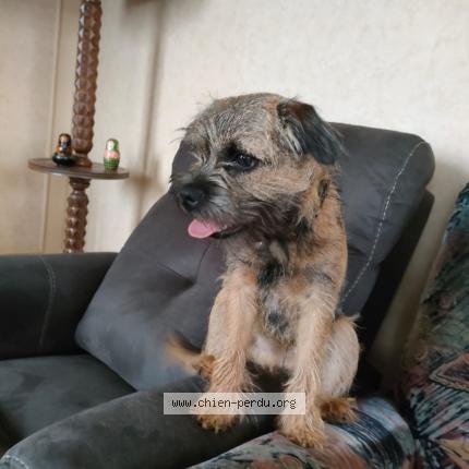 Photo 1/1 Chien retrouvé Perdu à Harfleur beaulieu