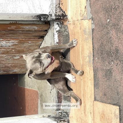 Photo 1/1 Chien retrouvé Perdu à Saint bonnet du gard