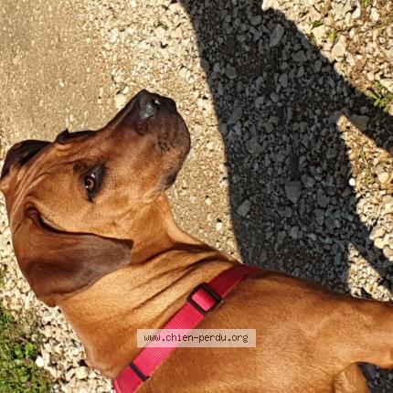 Photo 1/1 Chien retrouvé Perdu à Rouille