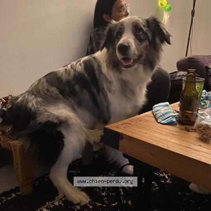 Photo de chien perdu à Pau