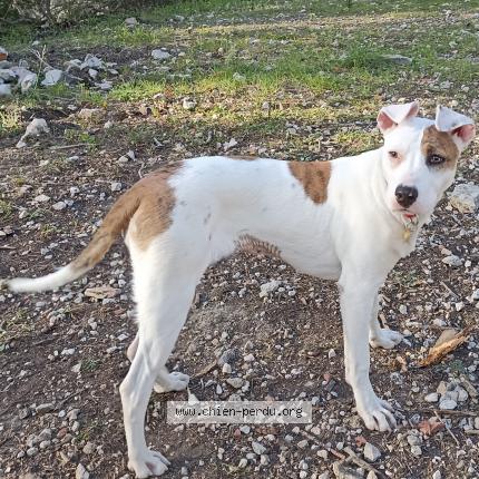 Photo 1/1 Chien retrouvé Perdu à Saint saturnin les avignon