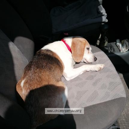 Photo 1/1 Chien retrouvé Perdu à Vannes