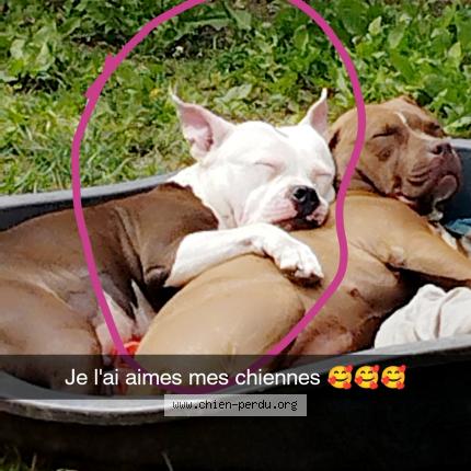 Photo 1/1 Chien retrouvé Perdu à Vigneux sur seine