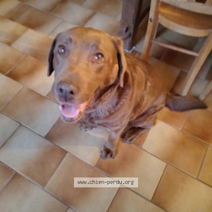 Photo 1/1 Chien retrouvé Trouvé à Neuille le lierre