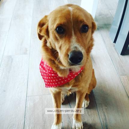 Photo 1/1 Chien retrouvé Perdu à Auros