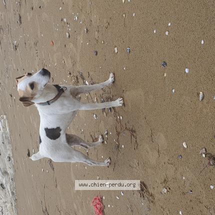 Photo 1/1 Chien retrouvé Perdu à Genas