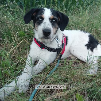 Photo 1/1 Chien retrouvé Perdu à Orthevielle