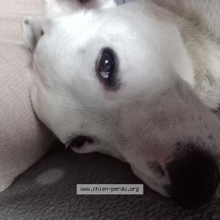 Photo 1/1 Chien retrouvé Trouvé à Vierzon