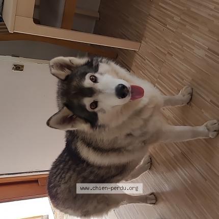 Photo de chien perdu à Epinay Sur Orge