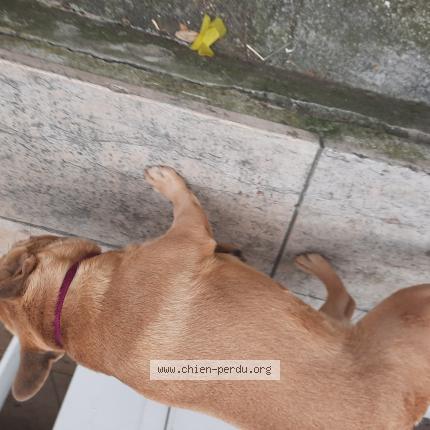 Photo 1/1 Chien retrouvé Trouvé à Montpellier