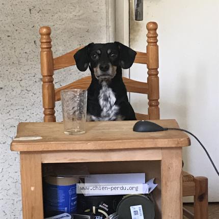 Photo 1/1 Chien retrouvé Perdu à Sainte genevieve des bois