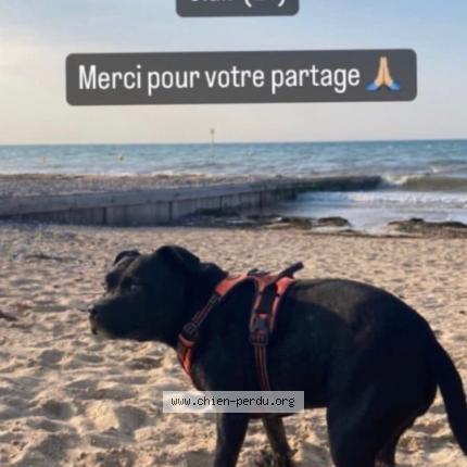 Photo 2/2 Chien retrouvé Perdu à Herouville saint clair