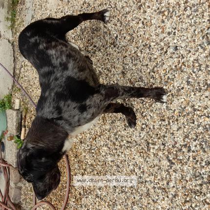 Photo de chien trouvé à Gouvieux 60270