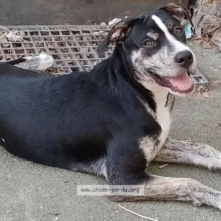 Photo 1/1 Chien retrouvé Perdu à Canet