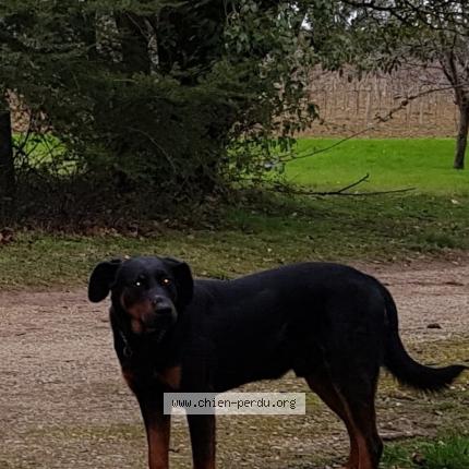 Photo de chien perdu à Caussens