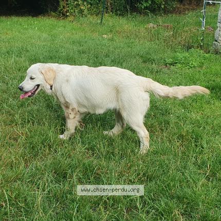 Photo 1/1 Chien retrouvé Trouvé à Artigues