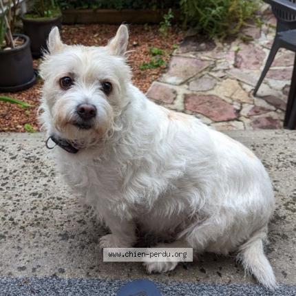 Photo 1/1 Chien retrouvé Trouvé à Lamorlaye