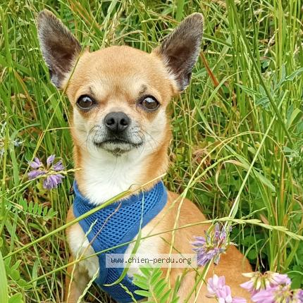 Photo 1/1 Chien retrouvé Perdu à Clamart