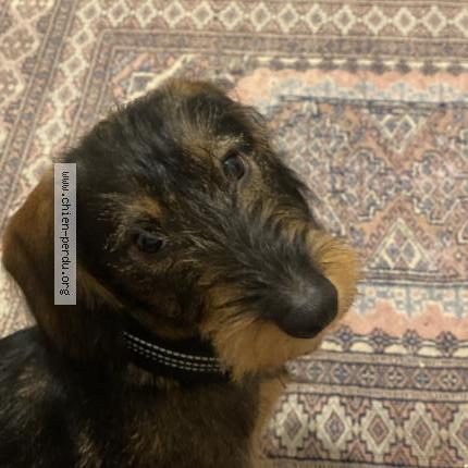 Photo 1/2 Chien retrouvé Perdu à Strasbourg