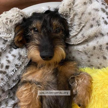 Photo 2/2 Chien retrouvé Perdu à Strasbourg