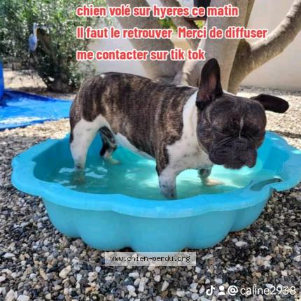 Photo de chien perdu à Hyeres